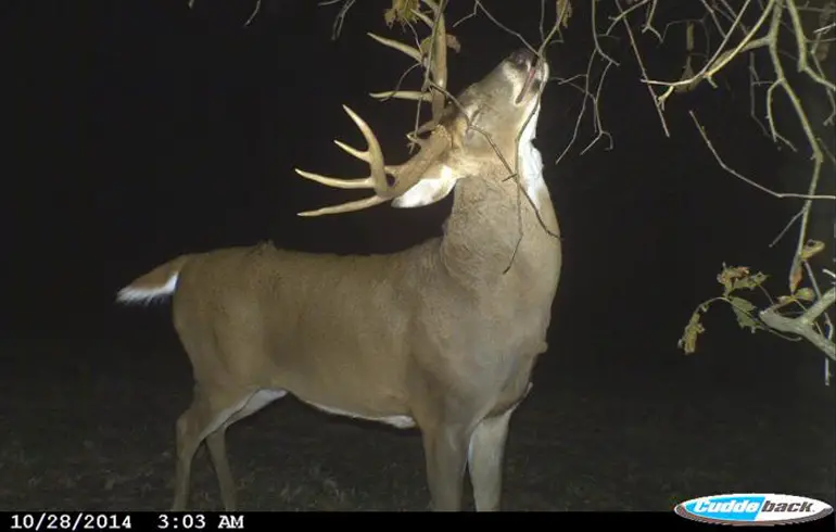 How to Conceal the Red Light on a Trail Camera