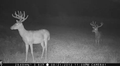 Deer Caught on a Browning Trail Camera