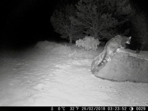 Scottish Wildcat Caught on Trail Camera